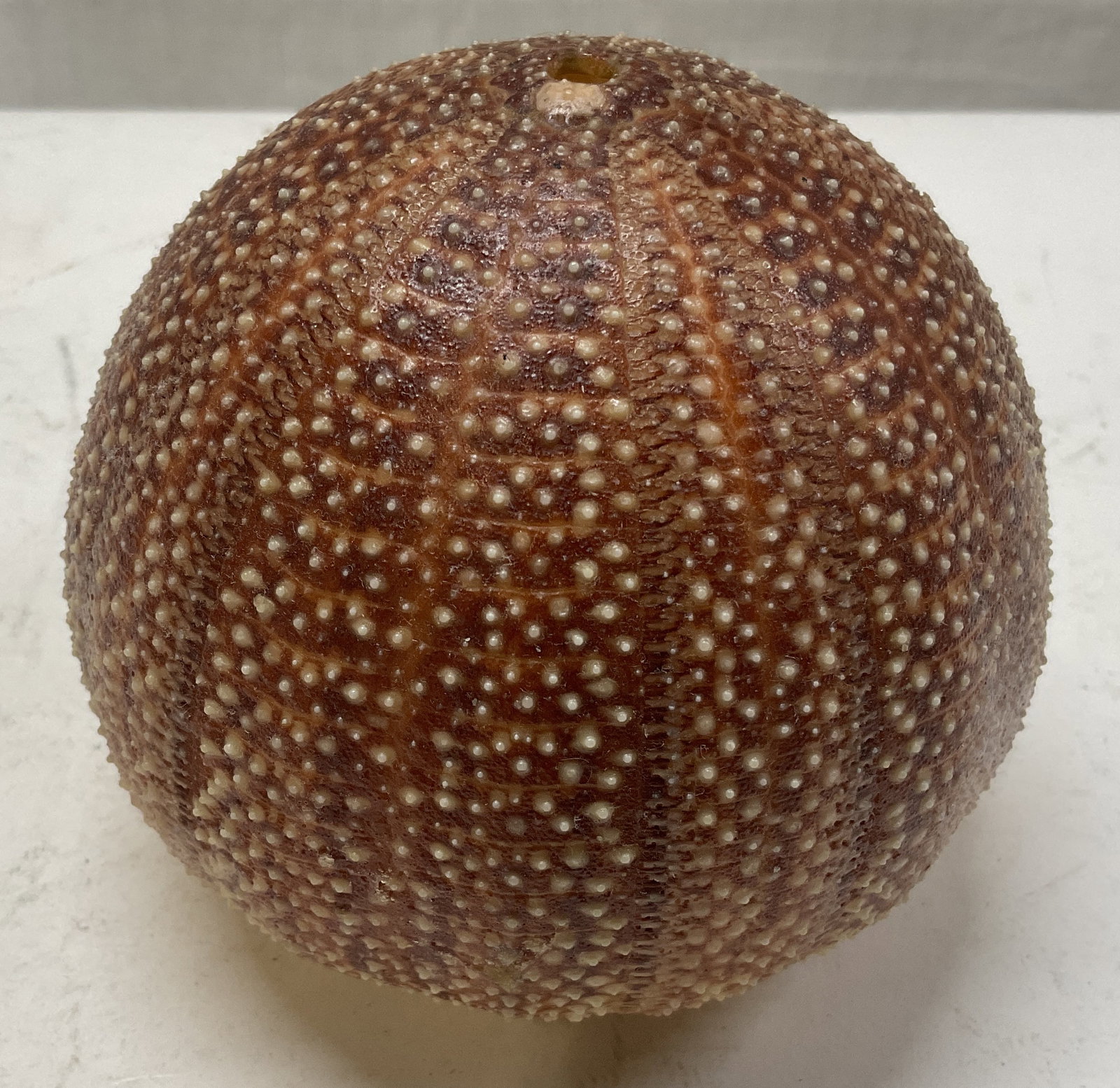 Natural Sea Urchin Test Specimen (1 of 6)