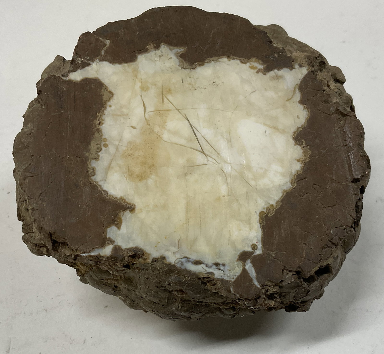 Volcanic Rock Structure: Volcanic Rock Structure. Polished Brown and White Center. Some Scratching. Paint Present. Measures app 3in H x 2.5in L. Volcanic Rocks, Rock Structures, Polished Rocks, Geology, Rock Specimen,