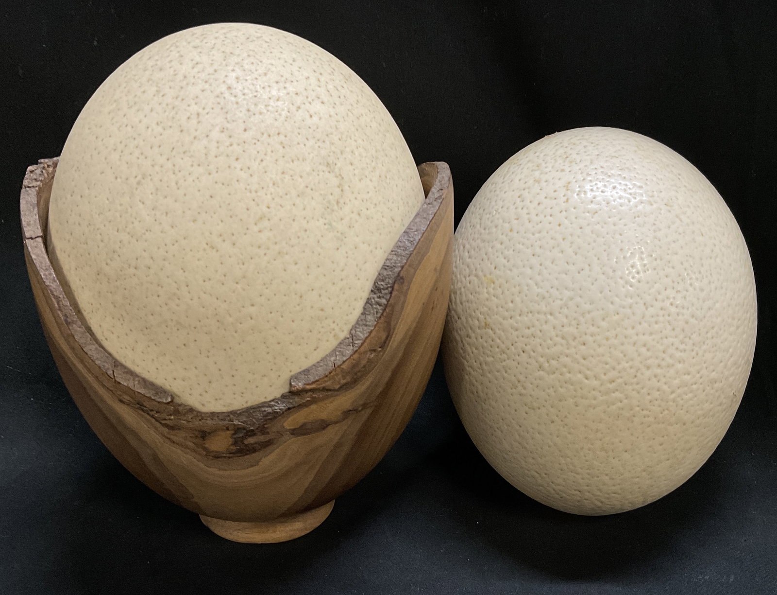 SGND JKA Ostrich Eggshell in Tas Blackwood Stand: Blown Ostrich Eggshell in Signed Carved Live-Edge Tasmanian Blackwood Stand. Signature Reads JKA. Pattern 200. Otaki, New Zealand. Comes with Extra Ostrich Eggshell. Crack in Stand. One in Stand Measu