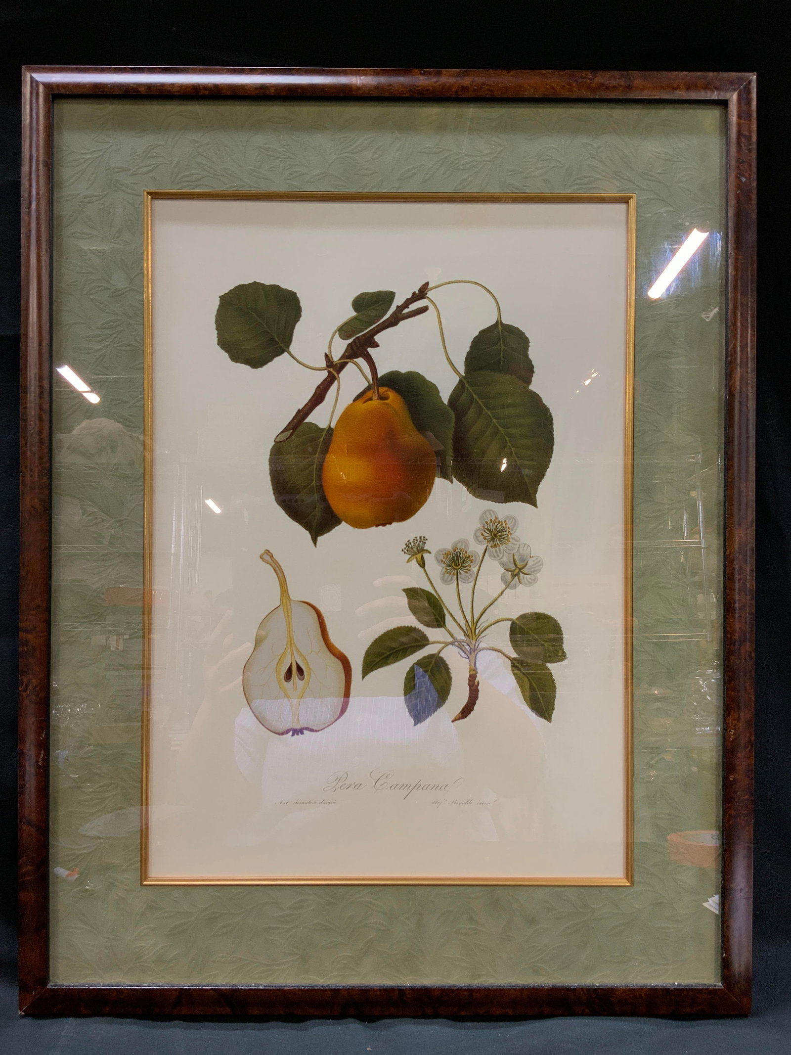 Giorgio Gallesio Botanical Plate Print, Framed (1 of 7)