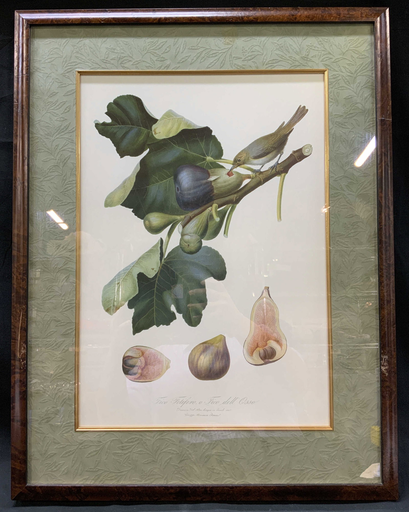 V. Giorgio Gallesio Botanical Plate Print, Framed.: Giorgio Gallesio Fico Fetifero, o Fico Dell, Osso- fetus bearing fig or bony fig Botanical Plate Print, Framed. Offset lithograph of original engraving, illustration by Giorgio Gallesio, engraving don