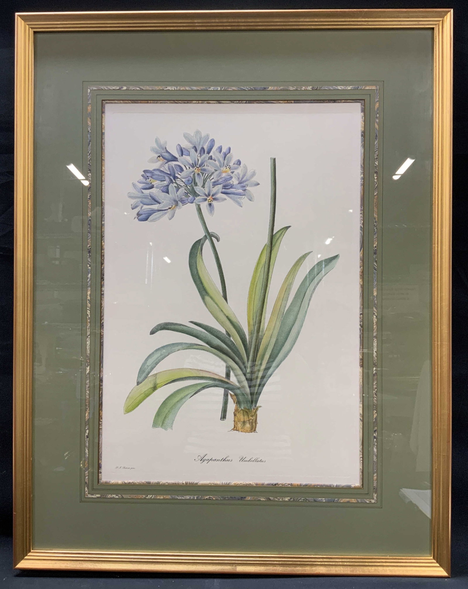 Sgnd Redoute Botanical Etching, Framed: Signed Pierre Joseph Redoute Agapanthus Umbellatus Color Stipple Etching. Illustration captures pale blue African Lily bloom stack with long green leaves and bulb base. Plate embossment border. Lower