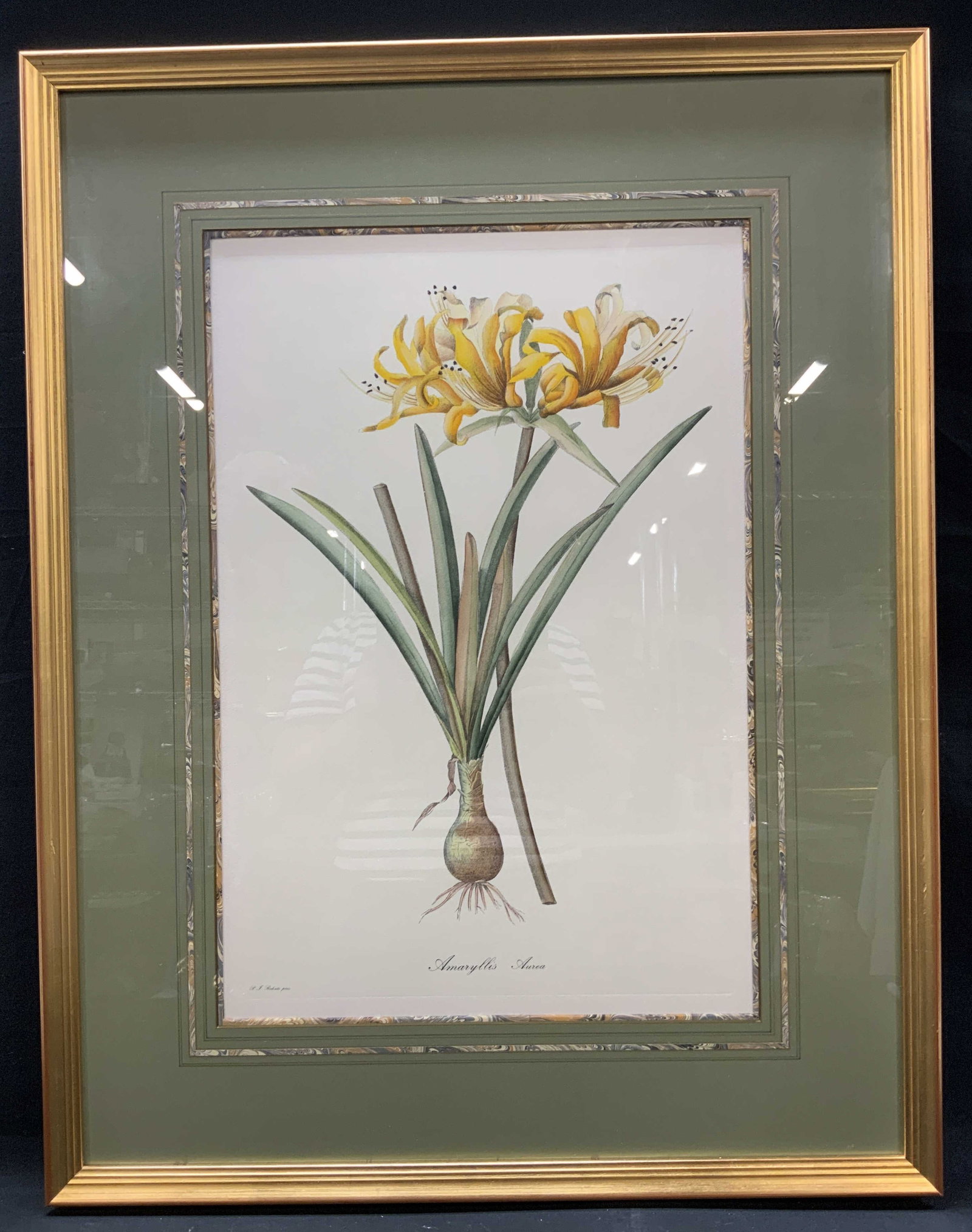 Sgnd Redoute Botanical Etching, Framed: Signed Pierre Joseph Redoute Amaryllis Aurea Color Stipple Etching. Illustration captures Golden Amaryllis with long green leaves and bulb base. Plate embossment border. Lower margin plate inscription