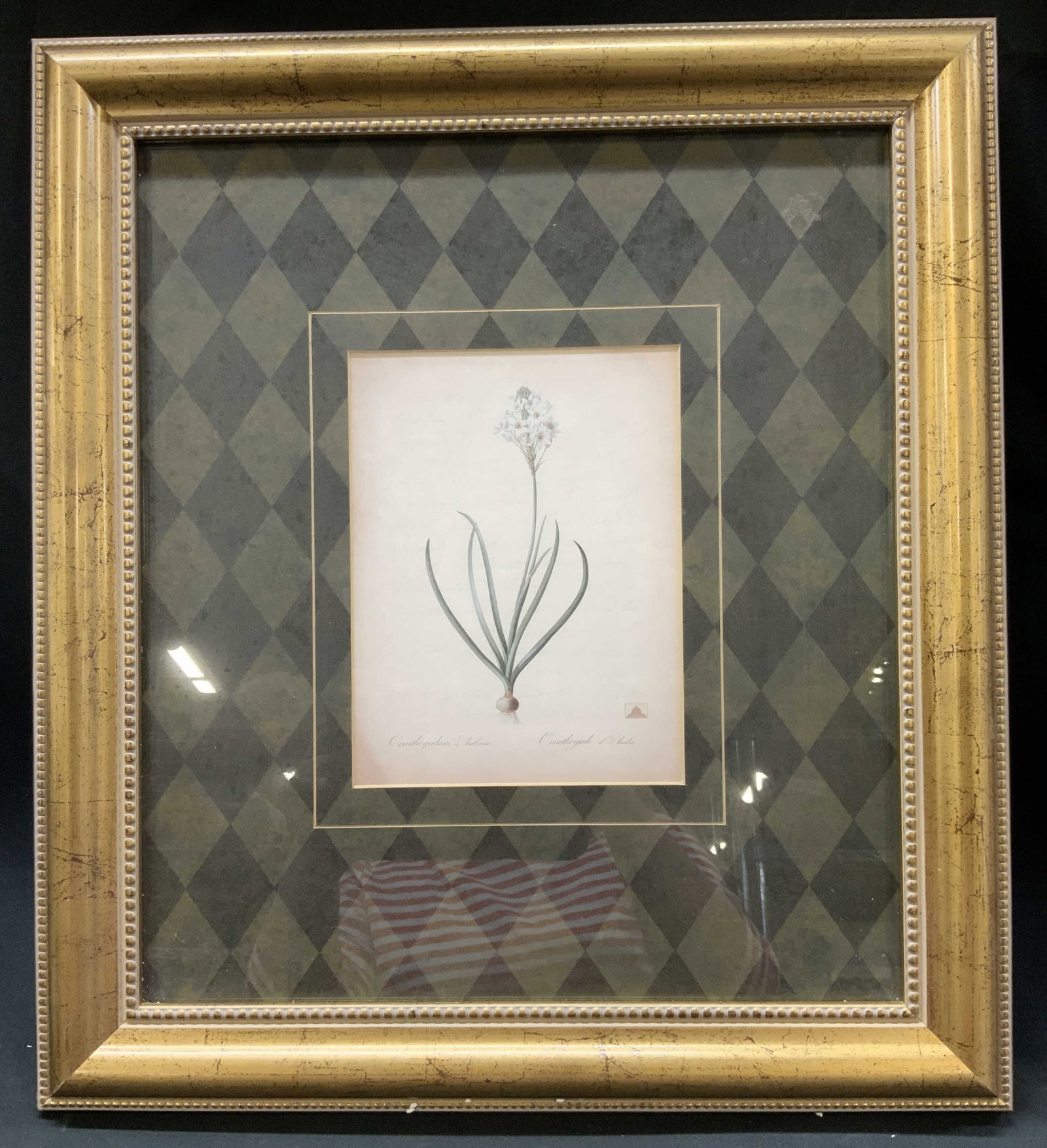 Pierre-Joseph Redoute Botanical Print, Framed: Pierre-Joseph Redoute Botanical Print, Framed. After Pierre-Joseph Redoute, original publication 1802-1816. Work illustrates Ornithogalum Arabicum- Arabian Starflower. Root bulb, slender green
