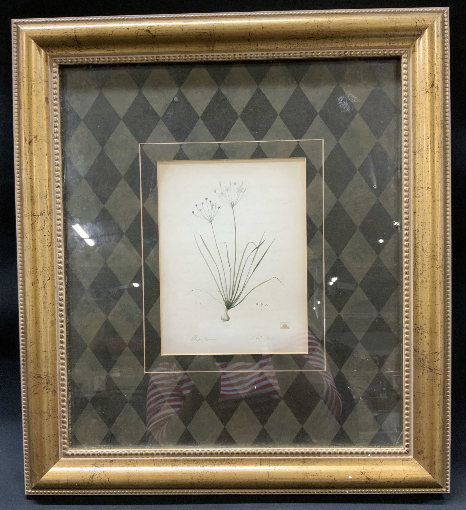 Pierre-Joseph Redoute Botanical Print, Framed: Pierre-Joseph Redoute Botanical Print, Framed. After Pierre-Joseph Redoute, original publication 1802-1816. Work illustrates Allicum Striatum- Striped Garlic. Root bulb, fine root fibers, slender line