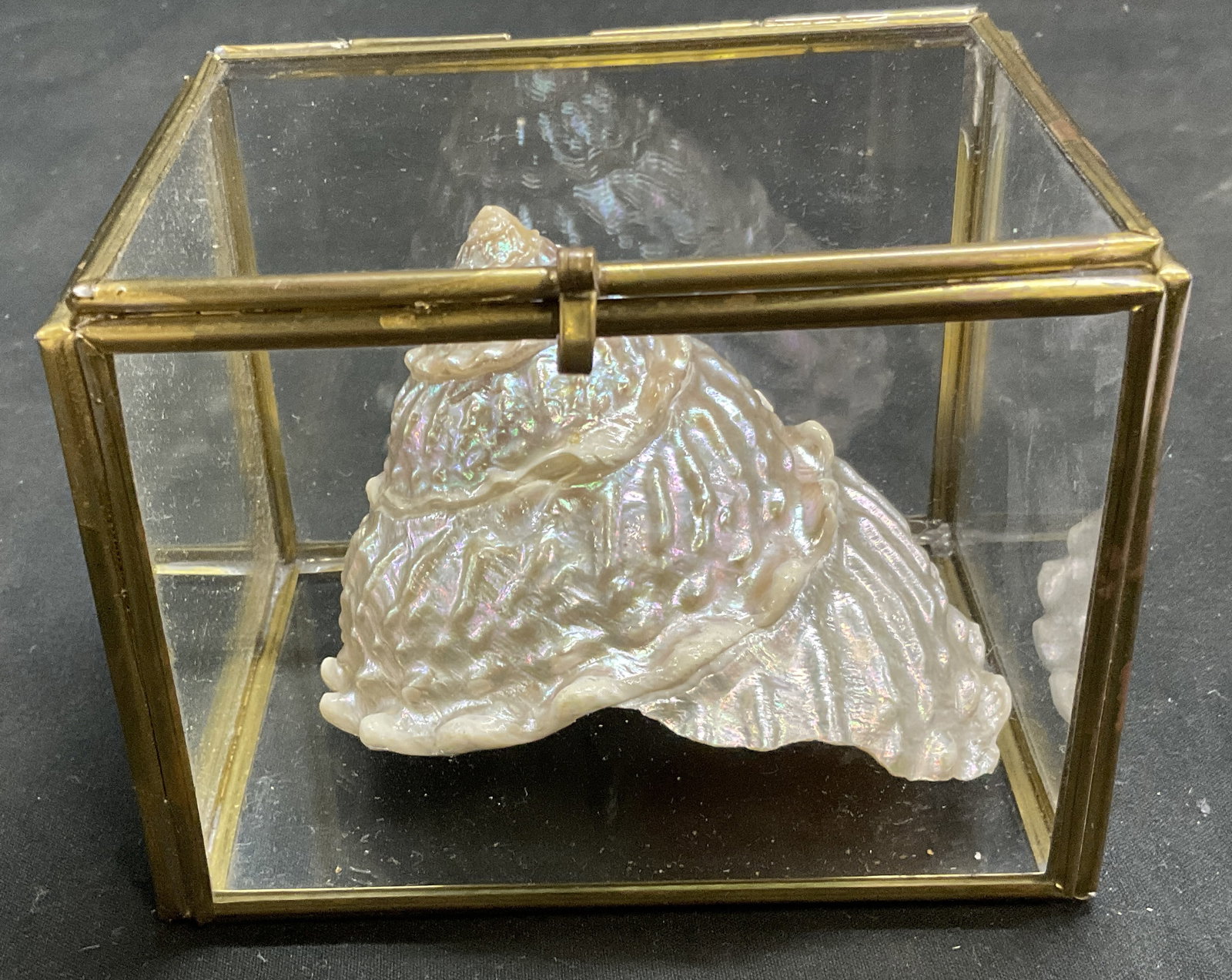 VTG Pearlized Snail Shell in Curio Display Case: Vintage Pearlized Green Turban Snail Shell in Glass and Brass Curio Display Case. Shell Meticulously Polished to Reveal Mother-Of-Pearl Layer Underneath. Condition Consistent With Exposure. Measures a