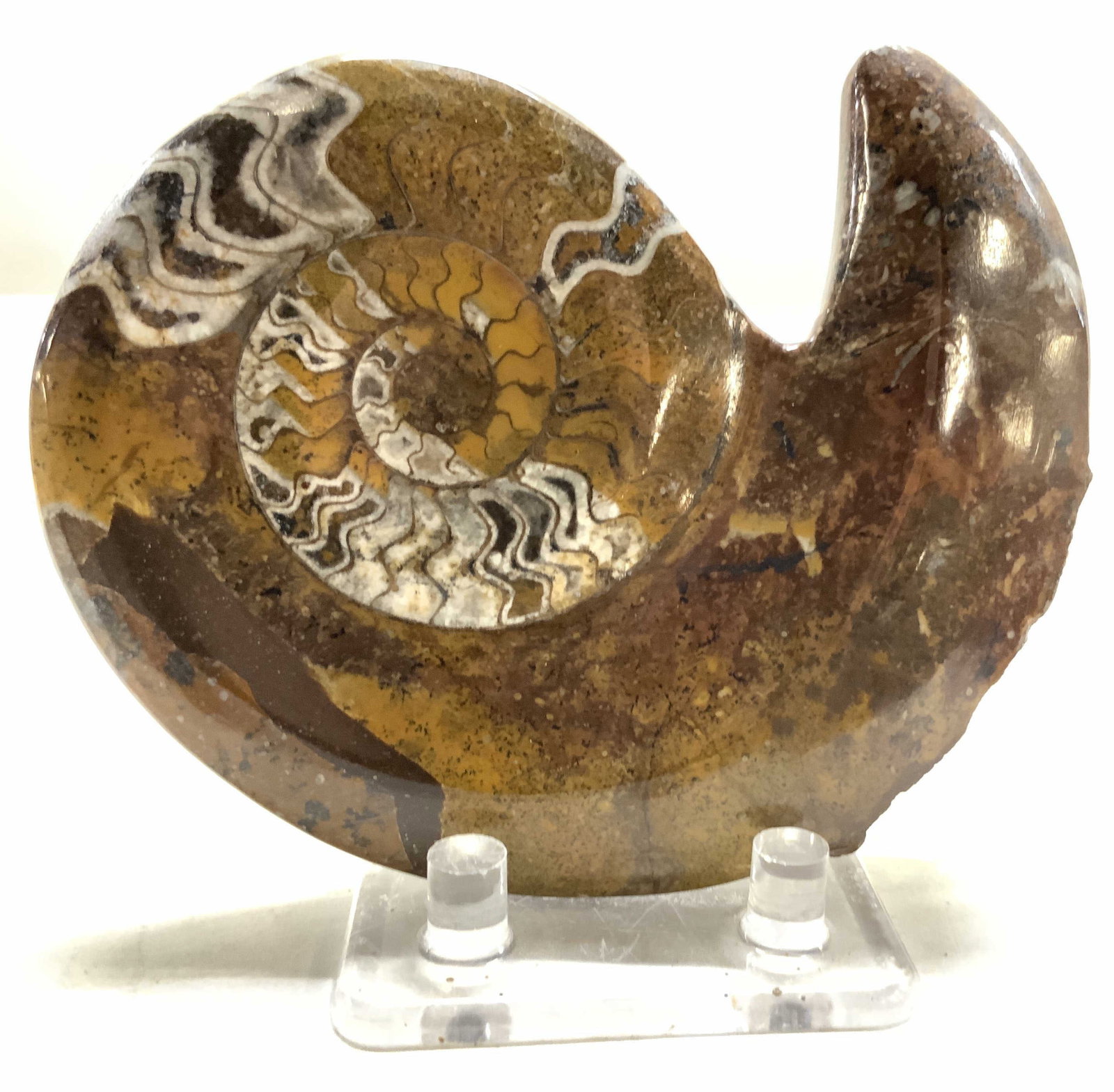 Polished Ammonite Spiral Fossil w Stand: Polished Cleoniceras Ammonite fossil with a lucite Stand , possibly from Madagascar, featuring a warm golden brown coloration and a distinct white and dark septal suture pattern , invertebrate
