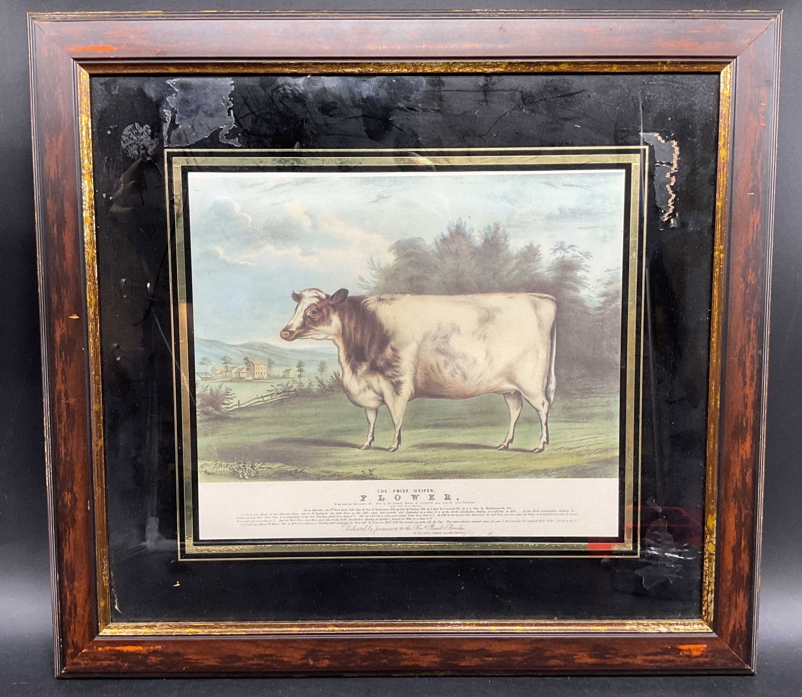 Antique British Lithograph Prized Heifer, Flower: Historical 19th Century British Lithograph Titled The Prize Heifer, Flower, in Antique Wood and gilt frame, Flower was a celebrated Roan Shorthorn Heifer born 1843 in Stenigot, Lincolnshire. She