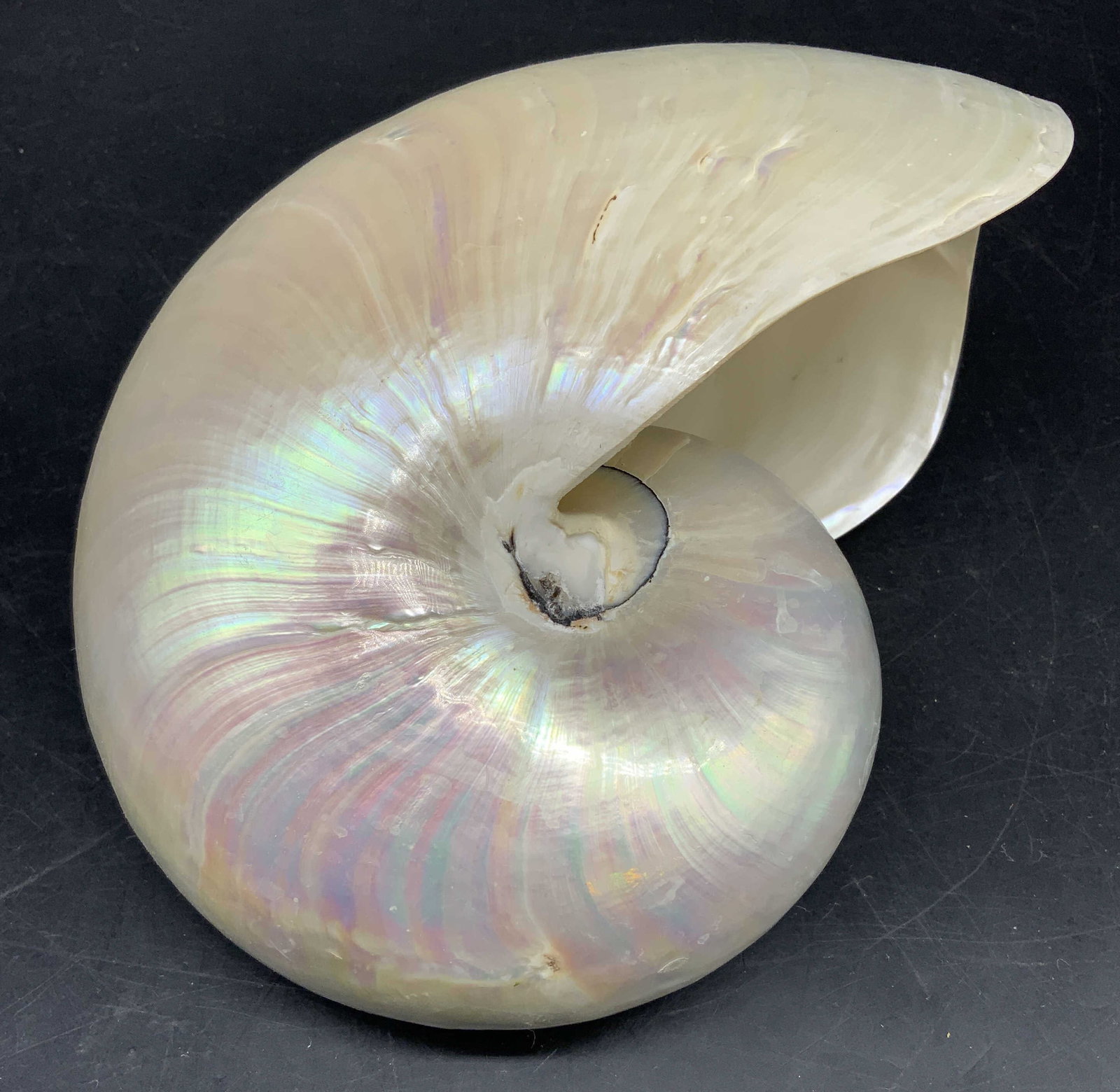 Natural Polished Nautilus Pompilius Shell (1 of 9)