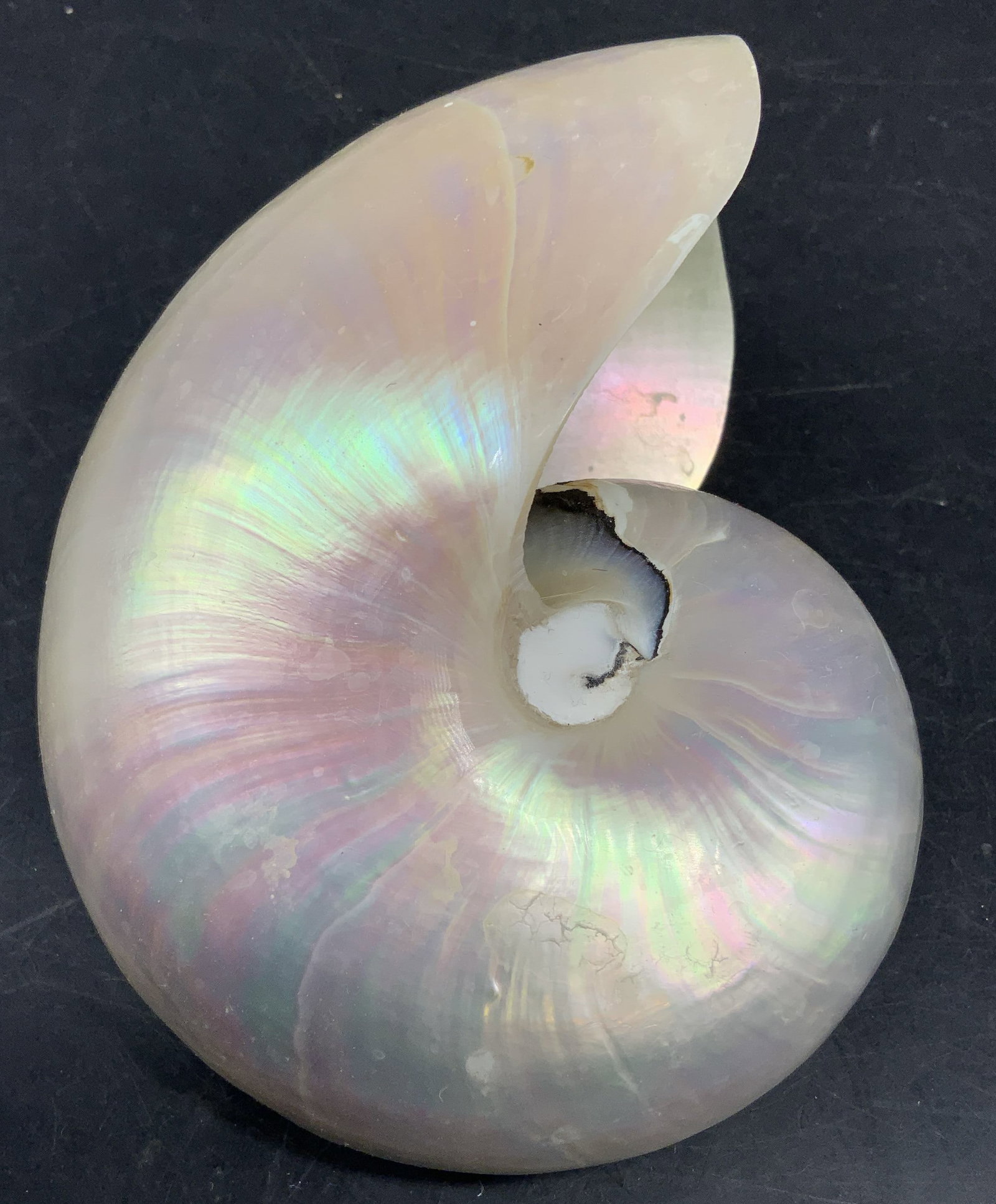 Polished Nautilus Pompilius Shell Iridescent (1 of 8)