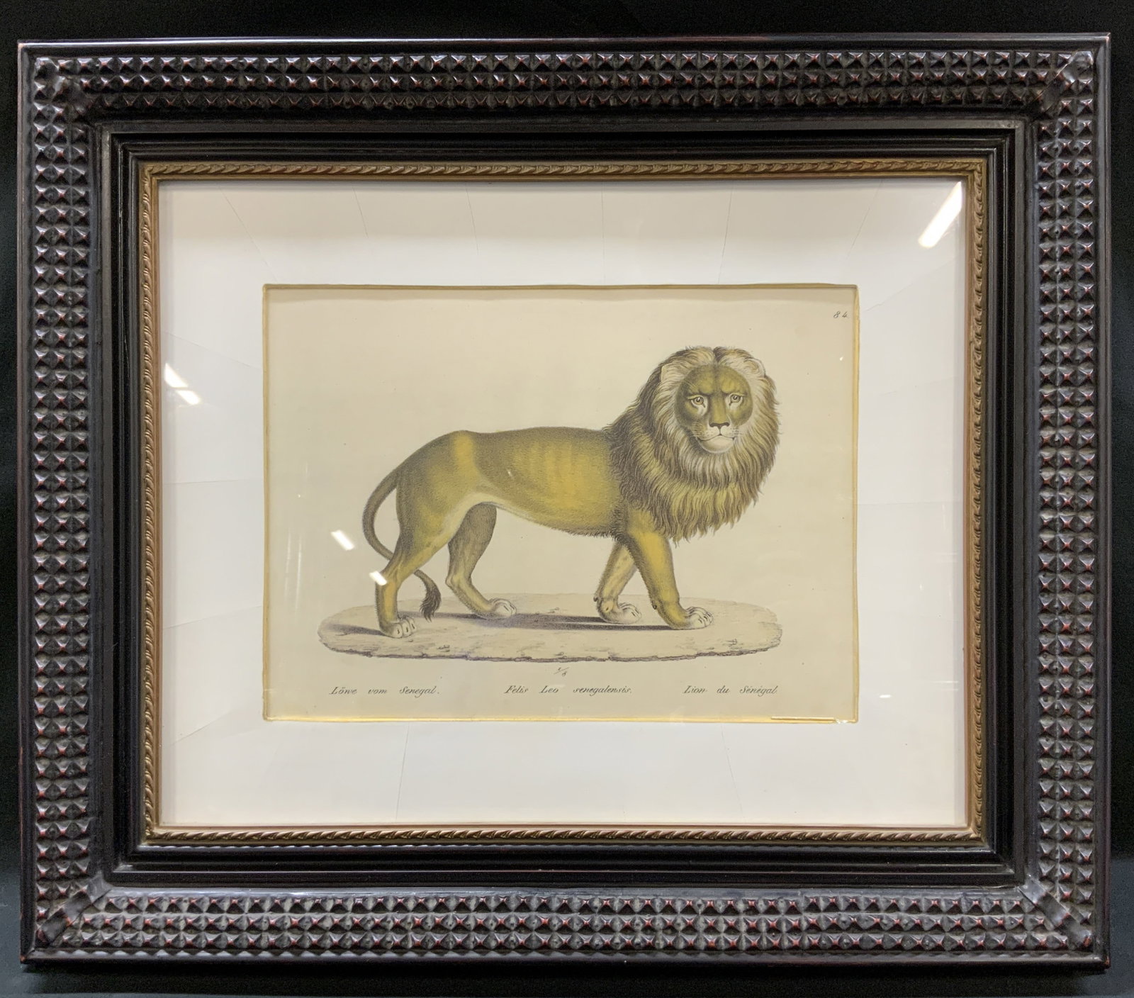Senegalese Lion Litho Print, Framed: Senegalese Lion Print, printed and published by Karl Joseph Brodtmann. Inscribed along margins in German, Latin, and French. frame, surface wear to frame, professionally framed, not examined out of