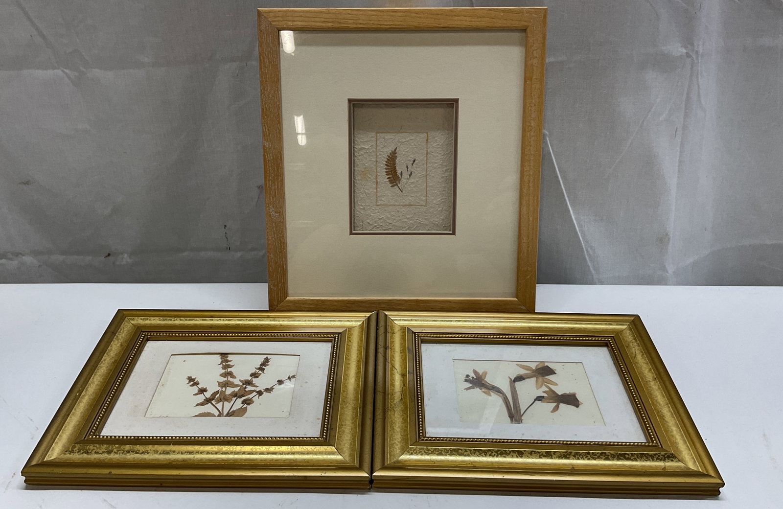 Lot 3 Framed Pressed Botanical Art Madagascar+ (1 of 15)