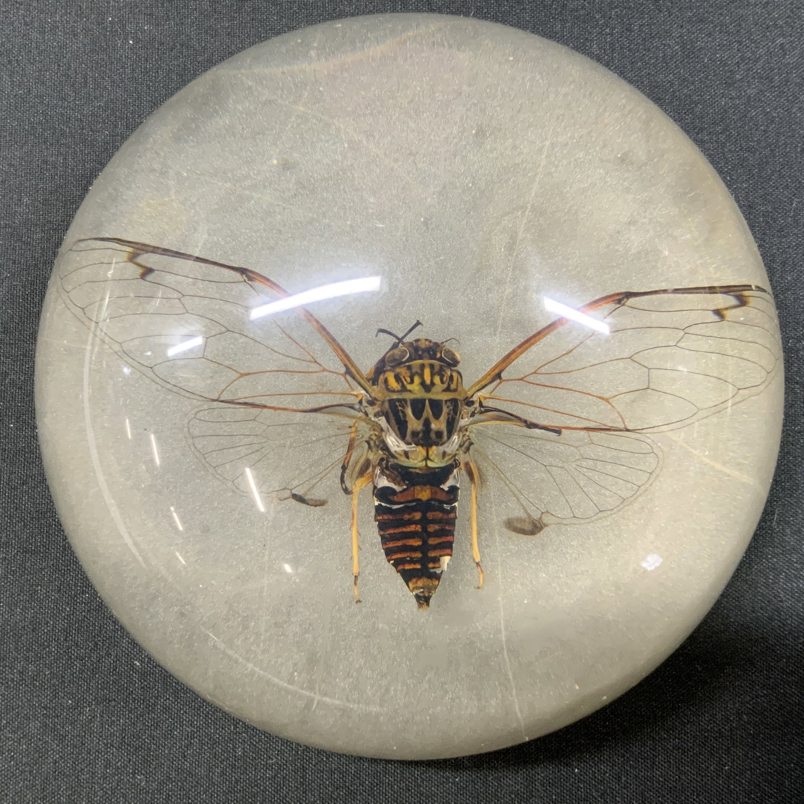 Taxidermy Cicada Resin Orb Paperweight (1 of 6)