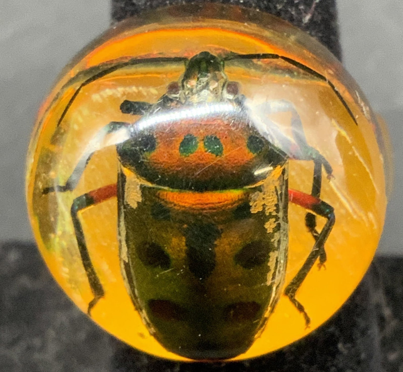 Statement insect inclusion Resin Ring: Ring has amber colored resin dome and band, possibly acrylic, with an embedded insect specimen, shields backed bug, top of ring measures approx 1.5 inches, bug native to Southeast Asia, possibly an or