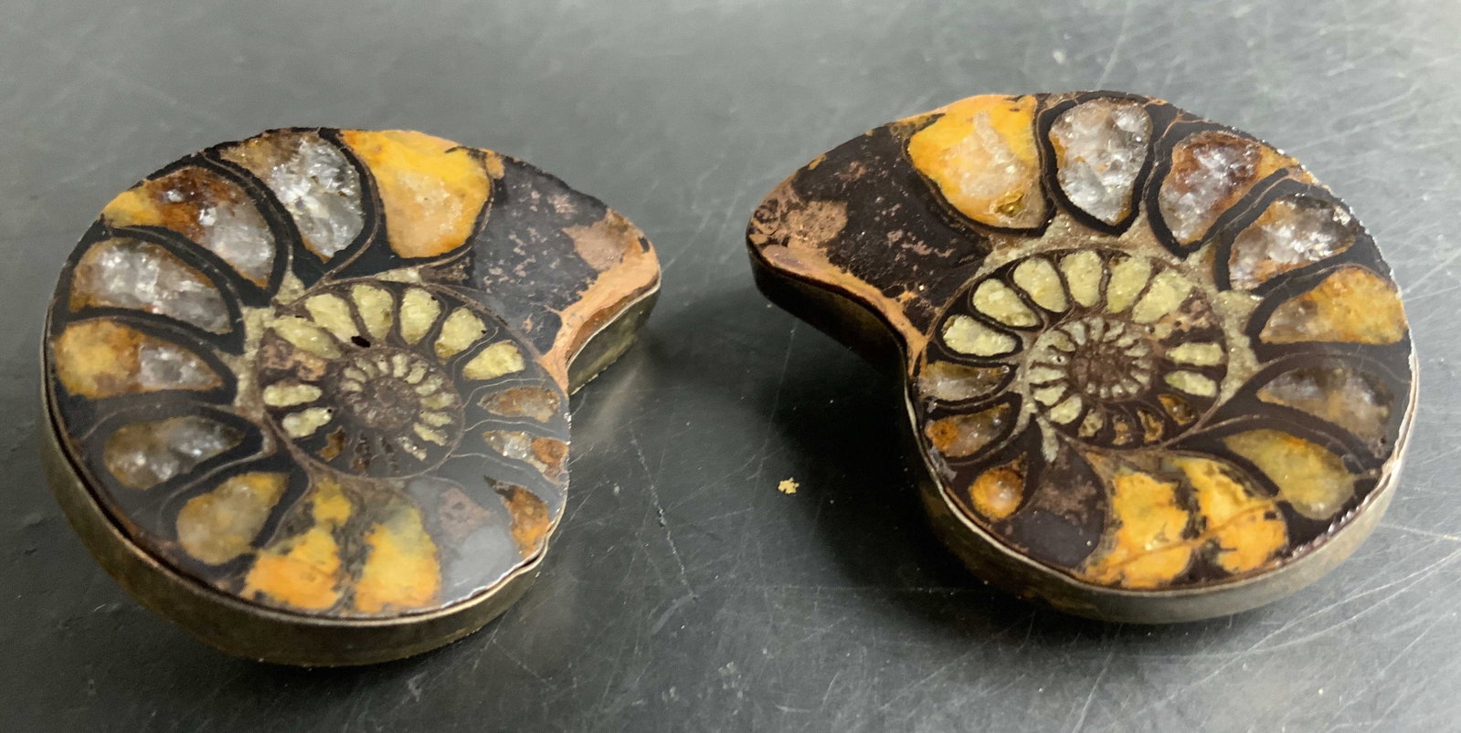 Eve France Signed Ammonite Fossil Earrings: Eve France signed earrings, gold toned metal back and settings each contain a polished Ammonite Fossil Spiral , feels like polished stone, modernist style jewelry, hand made artisan jewelry, each