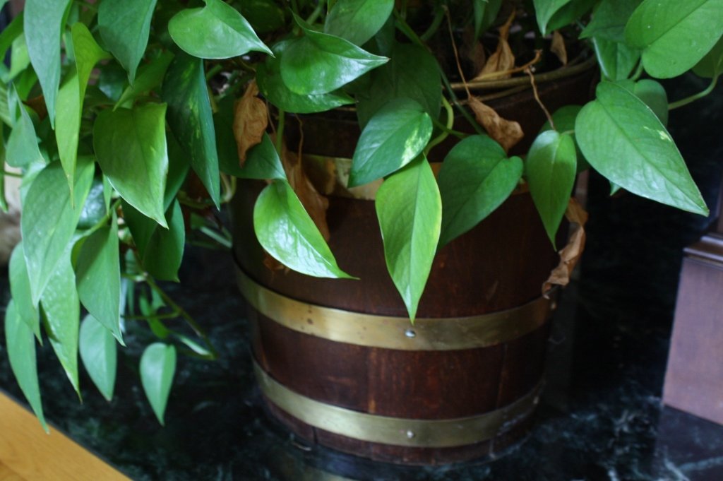 Antique oak and brass coal bucket. (1 of 2)