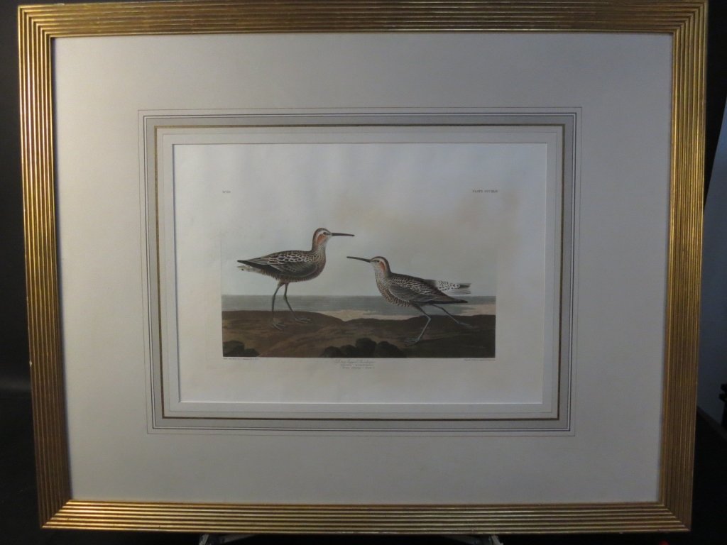 R HAVELL 1836 drawing by JJ OUDUBON signed: engraving, long legged sand piper, gold frame professionally framed and matted, measures 43.5 inches wide by 34 1/4 inches tall