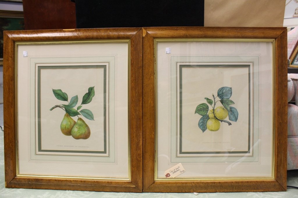 Pair of Fruit Botanicals (1 of 3)