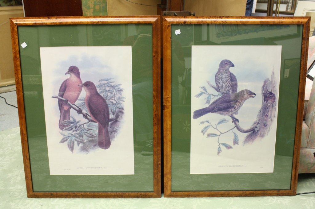 Two Bird Botanicals: First is a pair of gray rectets measures 23 by 30.5 inches professionally framed and matted in hunter green and maple green no 52. Second is a pair of ramsay scenopaeus birds on a twig professionally 