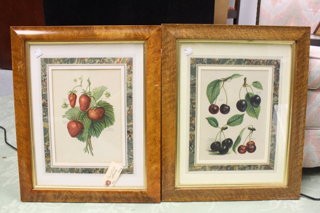 JOHN J RIGHT 1891 Pair of Fruit Botanical Lithos (1 of 5)