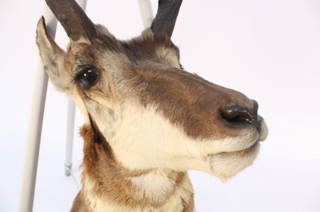Taxidermy Mounted Antelope Head (1 of 6)