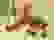 item-42224689=2