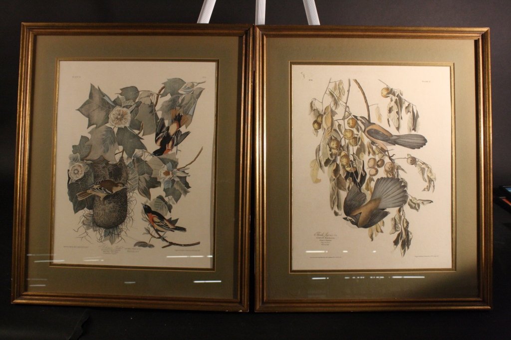 Pair Bird Botanical Plates No 3 and No 87 (1 of 8)