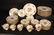 CASTLETON ROSE CHINA Set 70 Pieces