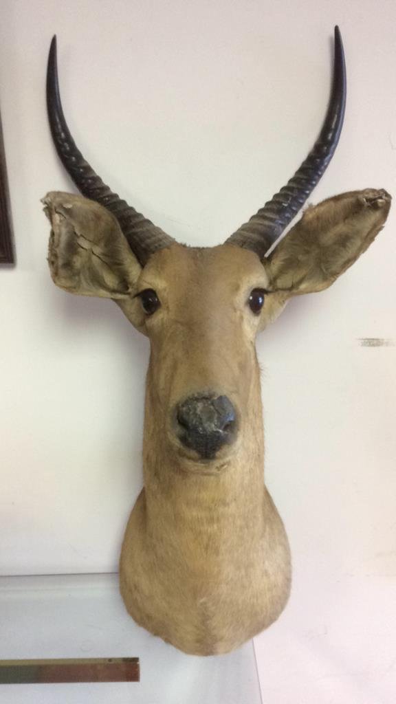 Taxidermist antelope head (1 of 10)