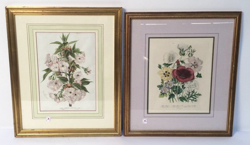 Botanical Prints Framed Botanical Prints Framed, gold (1 of 10)