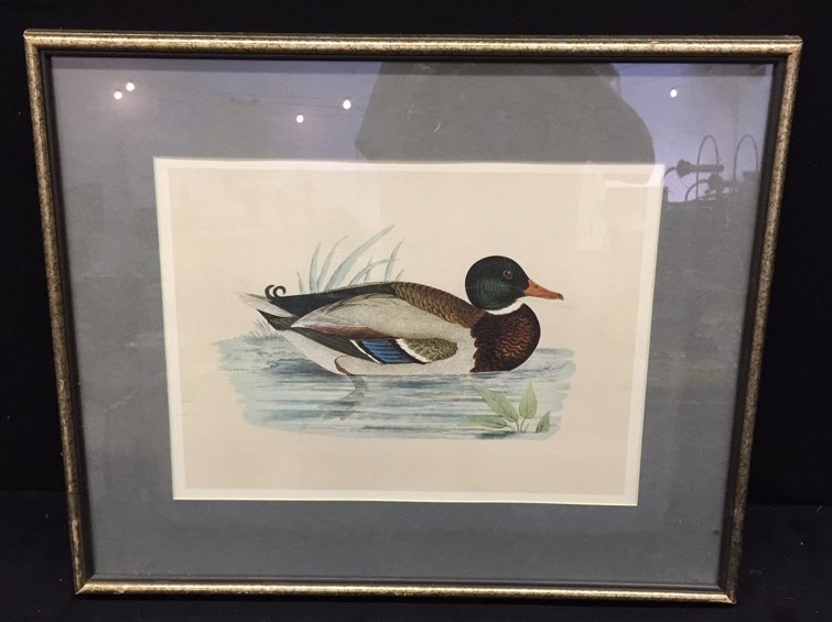 ETHAN ALLEN Duck Portrait Color Lithograph: Professionally framed and matted. Measures in frame 19 x 23