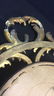 ANTIQUE Gold Leaf Feathered Wood Framed Mirror - 8