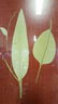Leaves Print - 2
