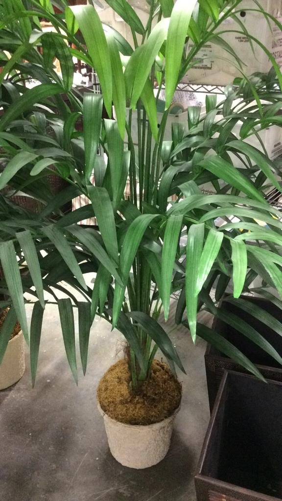 Decorative Potted Palm Tree (1 of 5)