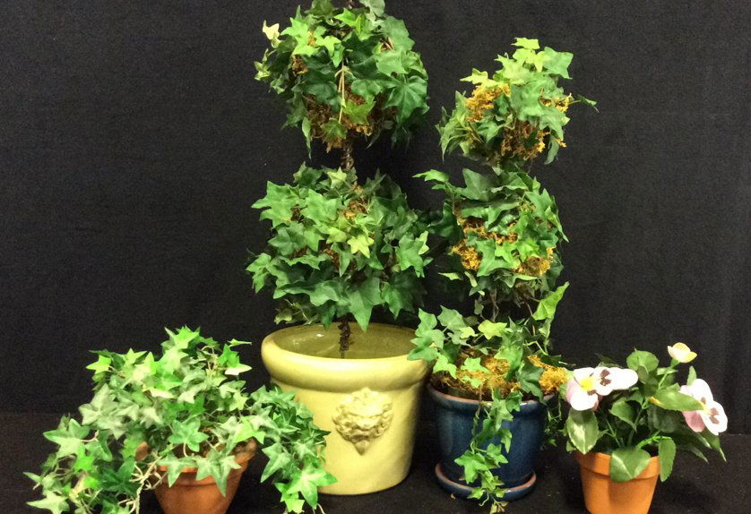 Pottery Planters Faux Topiary, ivy (1 of 10)