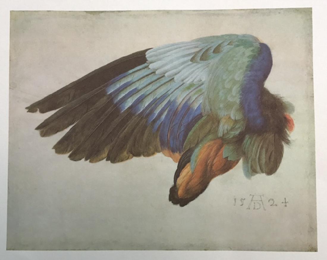 Albrecht Durer Left Wing Of A European Roller Albrecht (1 of 7)