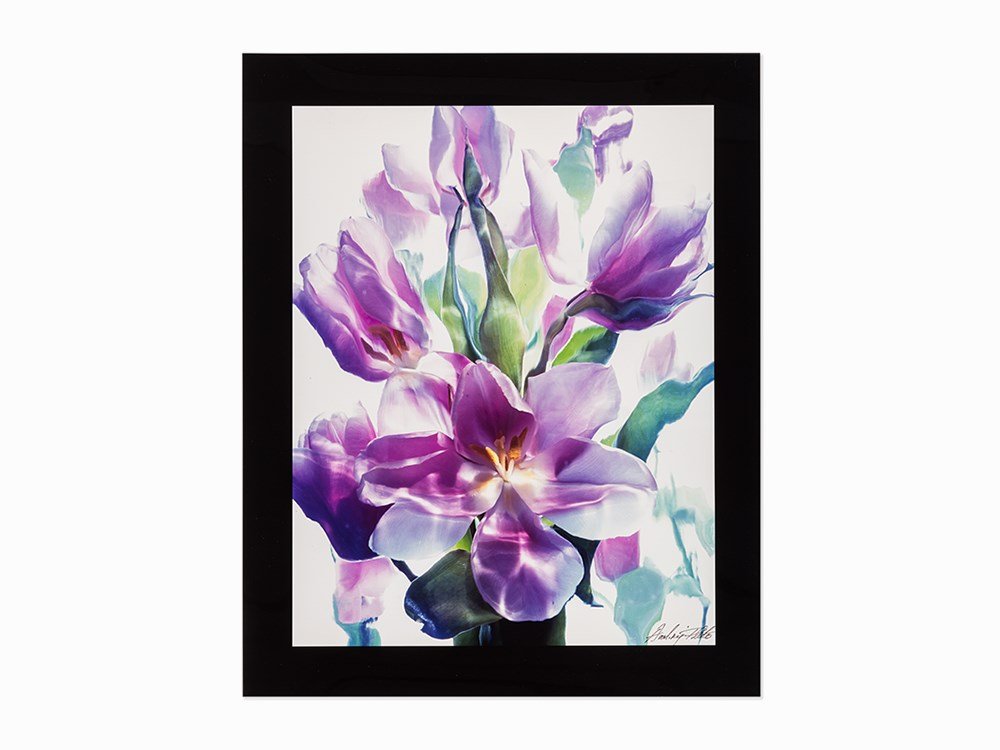 Andrzej Pluta, ‘Pink Tulip’, C-Print, 2004: Auction announcements 11th April 2016 Lot 6: This work is a Cibachrome print. Chromogenic print Canada, 2004 Andrzej Pluta (b. 1950) – Polish-Canadian fine art photographer Signed by the artist in