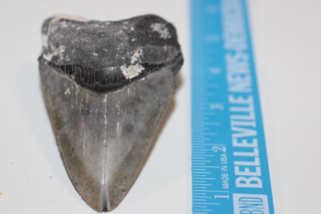 3 1/2"L Megladon Shark Tooth: See Lot Title