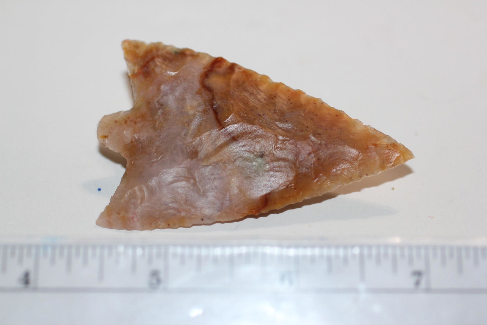 2 3/4" L Coral Hillsbourgh Translucent Pt, FL (1 of 3)