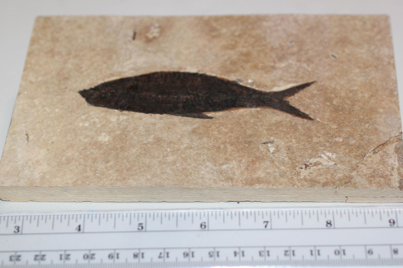 4 1/4" Fish Fossil (1 of 1)