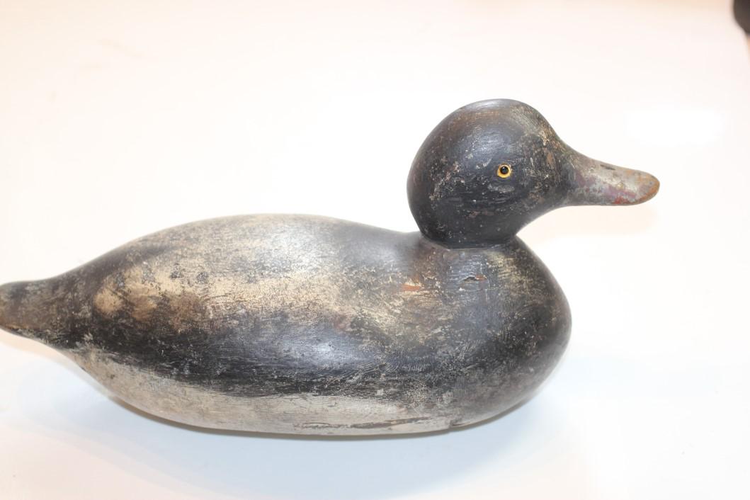 Blue Bill Drake (Standard Mason Grade) 13.5"L 1lb 10 oz: See Lot Title