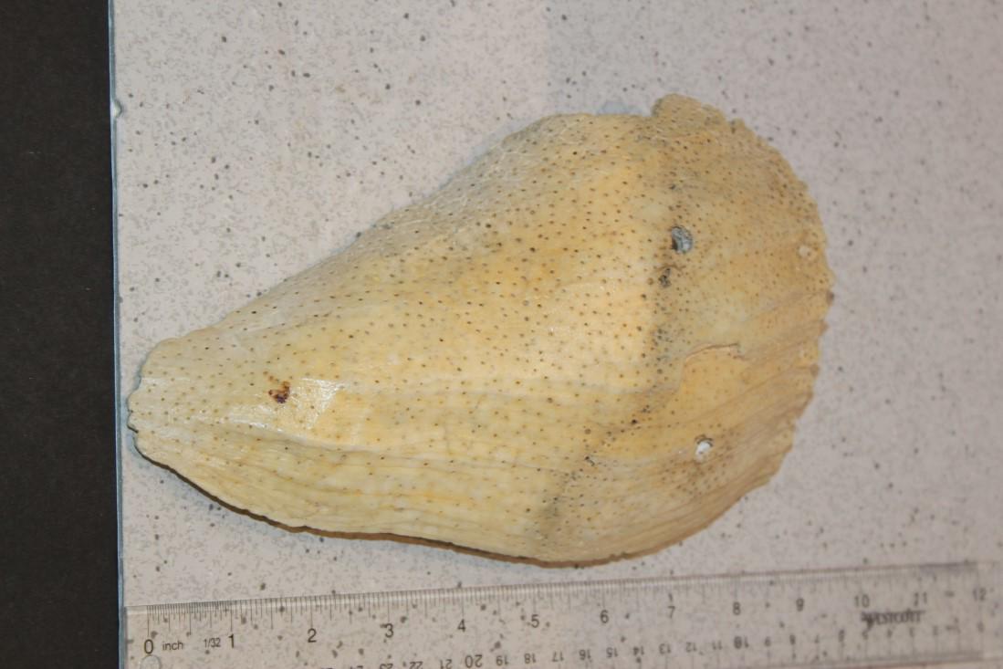 9" L x 5 3/8" W Conch Shell Death Mask, OK (1 of 2)