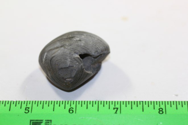 1 3/4'L x 1 1/2"W Slate Ball Bannerstone W/Imp. Waneck (1 of 2)