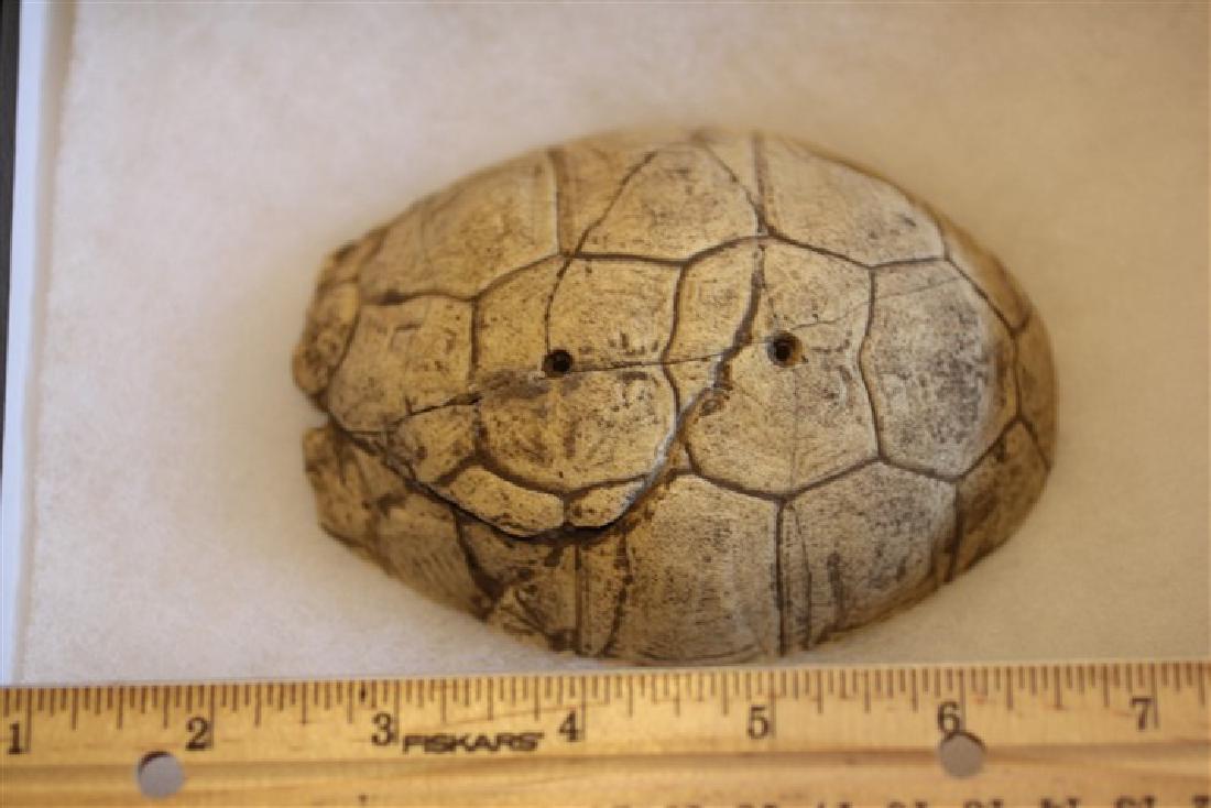 3 1/2" x 4 1/2" Turtle Shell Gorget, Dearborn, Indiana (1 of 1)