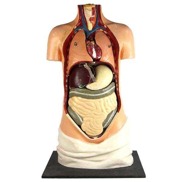 Antique Anatomical Medical Torso Model.: Antique Anatomical Medical Torso Model. Made of Papier Mache. Probably German. Detachable organs: heart (splits to two parts), lungs, liver, stomach, intestines and spleen. Stands on a wooden base. He
