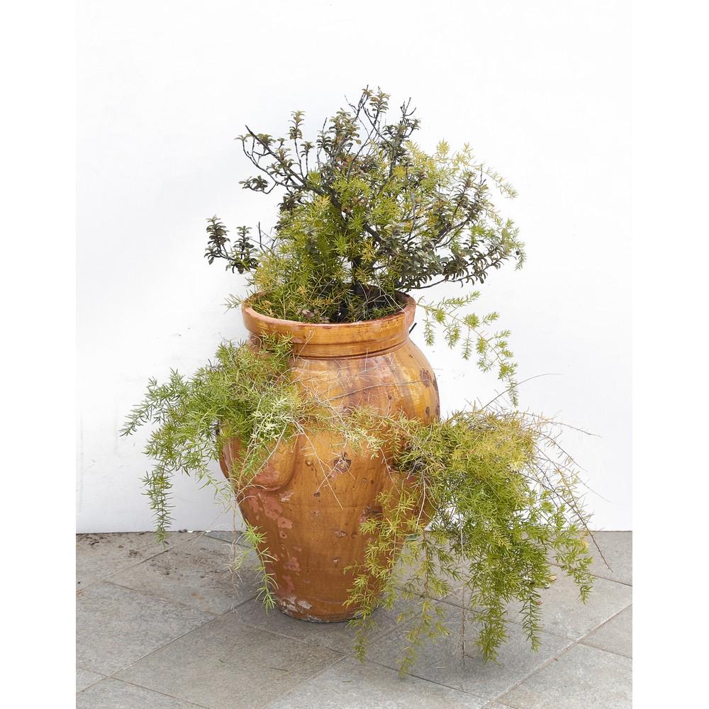 GIARA in terracotta smaltata con pianta: GIARA in terracotta smaltata nei toni del giallo adibita a portapiante, con pianta (mancanze). Italia metÃ '900. cm 55 x 55 Alt. cm 62.
