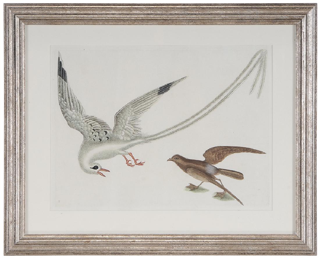 Mark Catesby: (British, 1679-1749) Red-billed Tropick Bird and Storm Petrel, T.14, from [The Natural History of Carolina, Florida and The Bahama Islands], 2 appendix, 1771, signed lower right in plate "MC", handcol