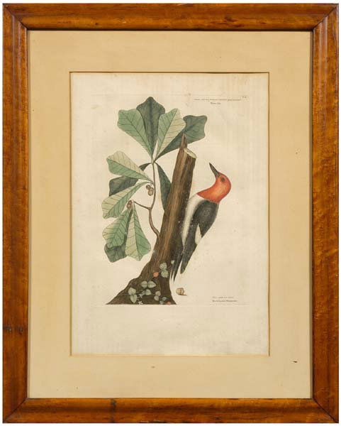 Mark Catesby print: (British, 1679-1749), "The Red Headed Woodpecker", hand-colored etching on laid paper, plate 14-1/8 x 10-1/2 in., page 20-3/4 x 14-1/2 in.; 20th century frame. Toning, mildew, fading, taped two points