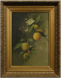 19th century still life painting,: branch with oranges and orange blossoms, unsigned, oil on canvas, American School, 20-1/8 x 14-1/8 in.; original 19th century gilt wood and composition cove-molding frame. Grime, crackle, cupping, cle