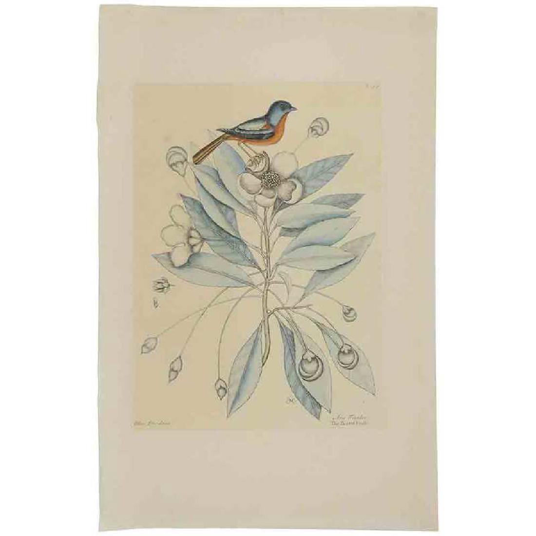 Mark Catesby: (British, 1679-1749) Painted Finch with Loblolly Bay, T. 44., from The Natural History of Carolina, Florida and The Bahama Islands, early 19th (3rd) edition, handcolored engravings on on wove paper wi